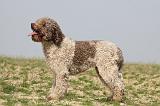 LAGOTTO 120